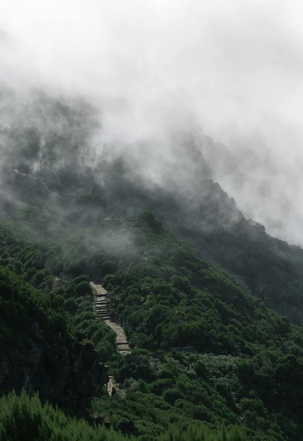 Emotional Regulation- A Psalm